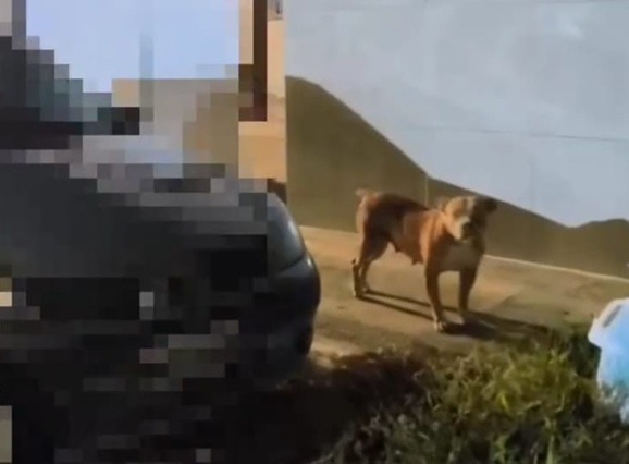 Tutor é autuado após deixar cão da raça Pit Monster solto na Grande Natal