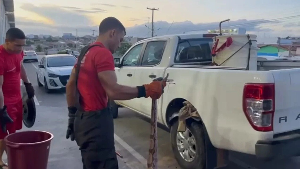 Jiboia é encontrada em carro e resgatada pelos Bombeiros no interior do RN