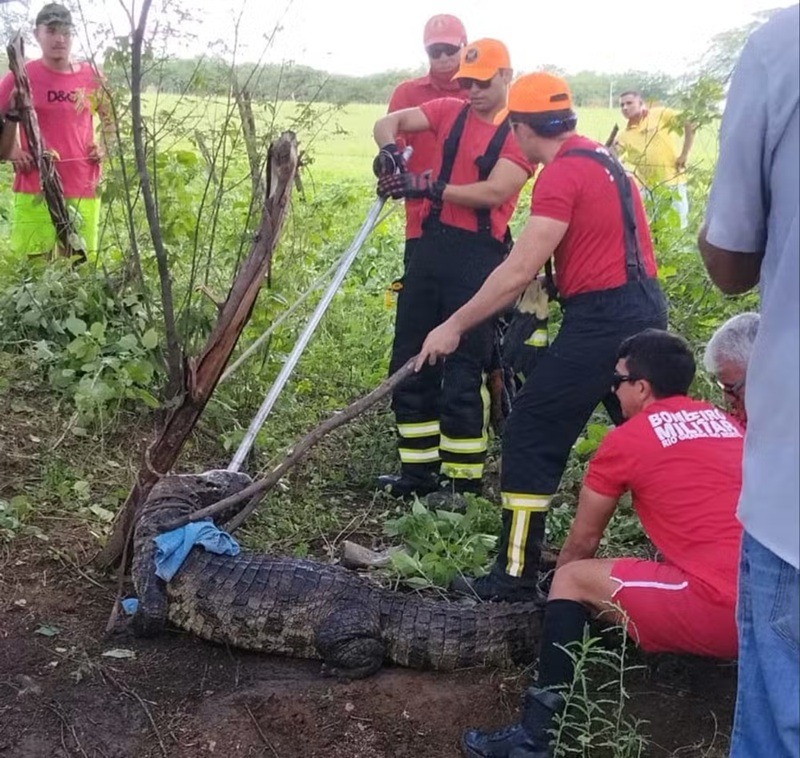 Jacaré de quase 3 metros é capturado em zona rural do RN