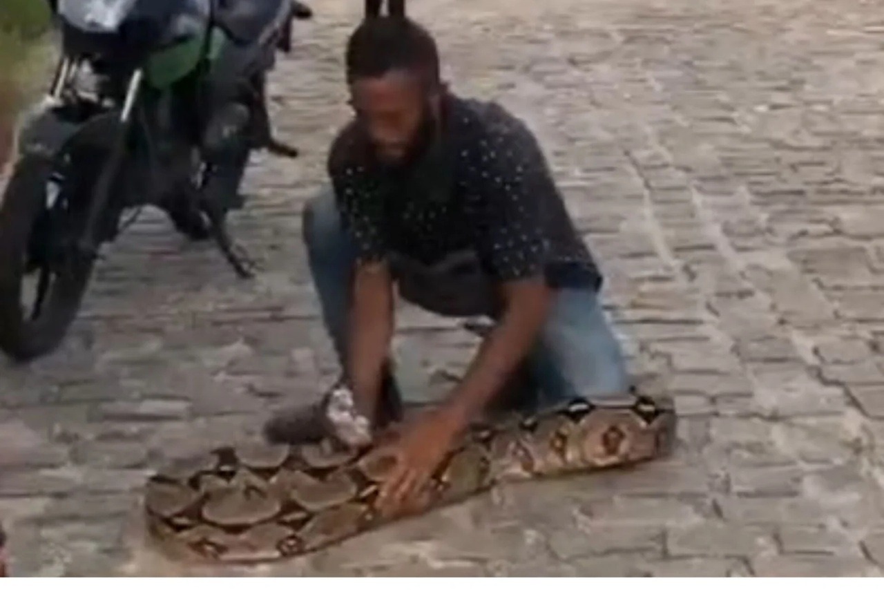 Jiboia com mais de três metros é capturada em São Gonçalo do Amarante