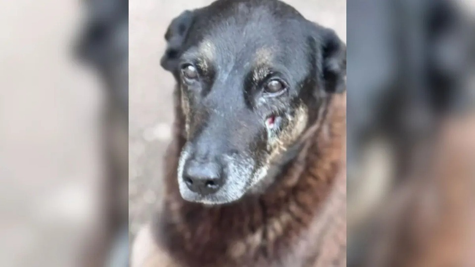 Cão Orelha: empresário investigado por coação morre em Santa Catarina