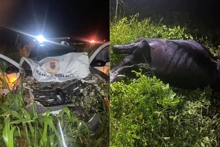 VÍDEO: Viatura da PM atinge vaca e sai da pista na BR-405, no interior do RN