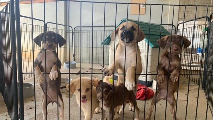 Lei estadual proíbe condenados por maus-tratos a animais de ocupar cargos públicos