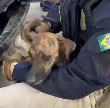 VÍDEO: PRF resgata cachorro preso em para-choque de carro na BR-101 na Grande Natal