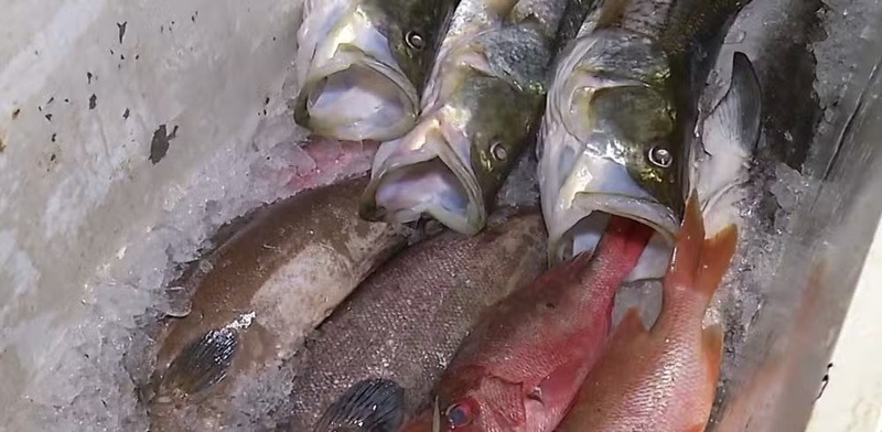 Casos de intoxicação derrubam vendas de peixe e afetam pescadores no RN