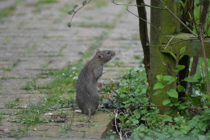 Ratos em casa? Biólogo lista erros que podem estar atraindo os animais
