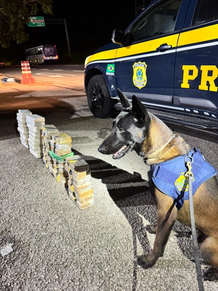 Cães farejadores ajudam PRF a localizar 47 kg de cocaína em carro na BR-101 na Grande Natal