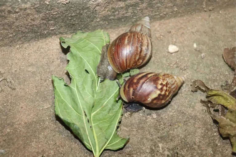 Caramujo africano invade quintais após chuvas e acende alerta em Natal para risco de contaminação