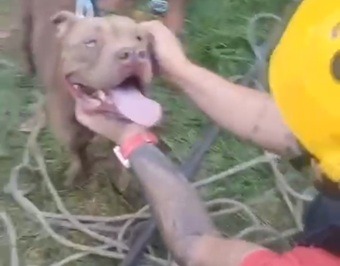 Cachorro é resgatado após cair em fossa na grande Natal
