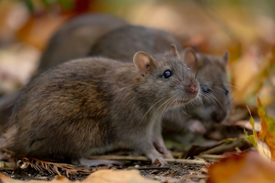 Ratos em casa? Veja como repelir os roedores sem usar venenos