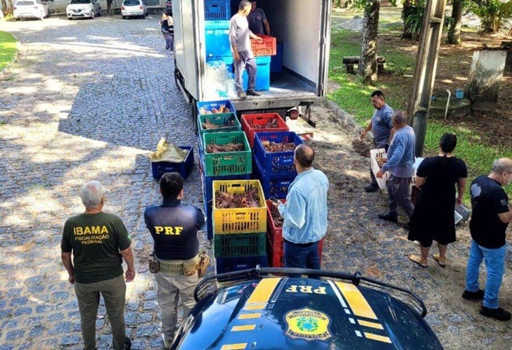 PRF apreende 1,5 tonelada de lagosta irregular na BR-406, no RN
