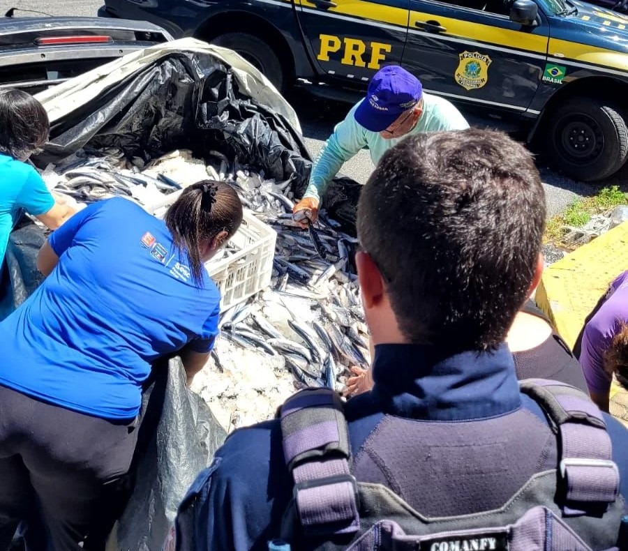 PRF flagra transporte irregular de quase 700 kg de peixe-voador no interior do RN