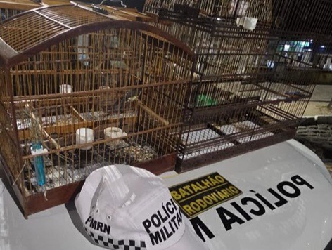 Homem é preso após tentar fugir com aves silvestres em cativeiro em Macaíba