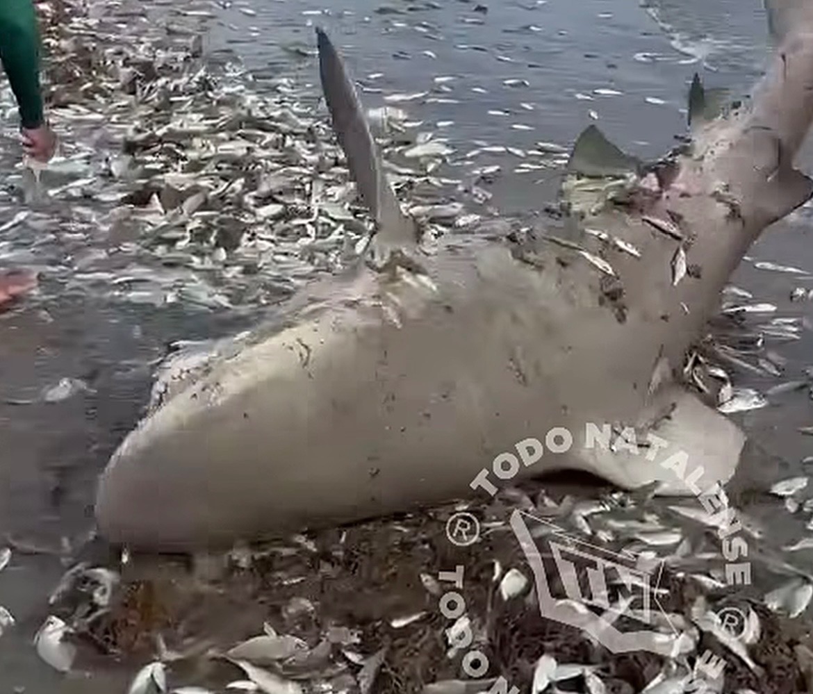 Tubarão é capturado por pescadores na praia de Galinhos, no litoral do RN