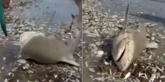 VÍDEO: Tubarão capturado em rede de pesca e é devolvido ao mar por pescadores no RN