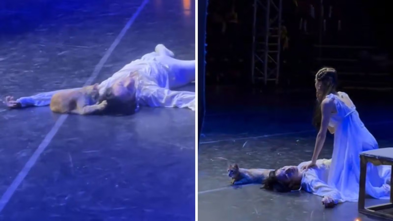VÍDEO: Gato invade palco de Romeu e Julieta, morde ator e estraga final trágico