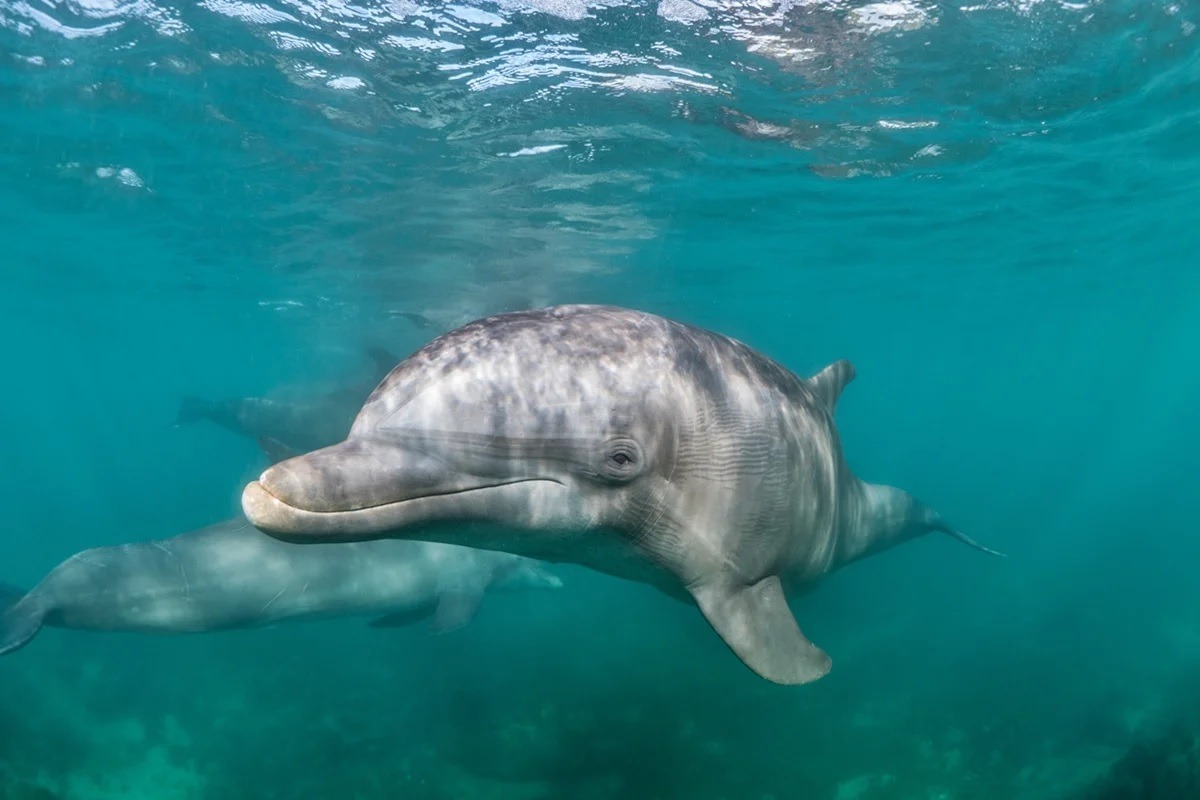 De cueca, pescador pula em rede cheia de peixes para salvar golfinho