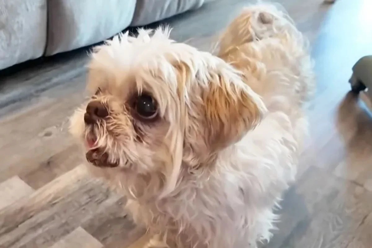 Cão desaparecido há 2 meses é encontrado a 1,6 mil km de casa