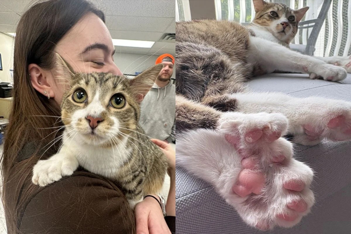 Gato com 28 dedos entra para o Guinness e atinge marca histórica