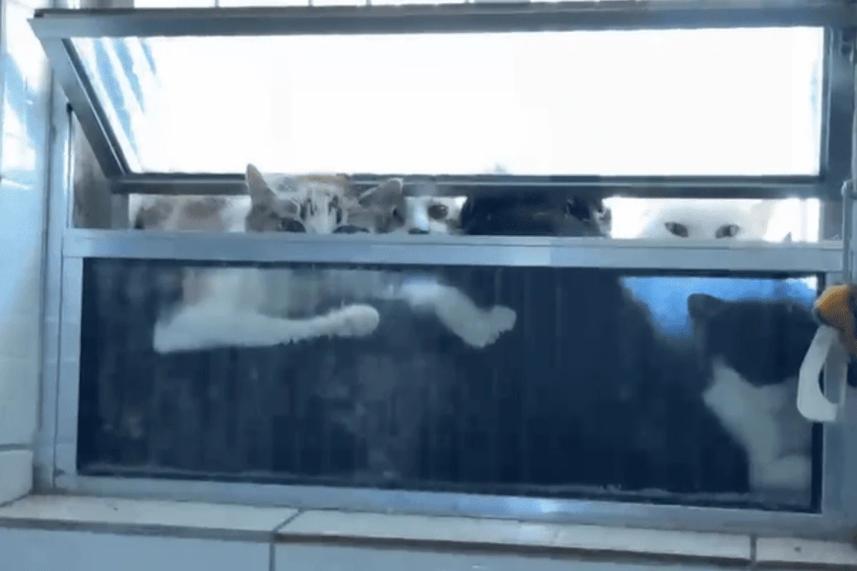 [VÍDEO] Bizarro: Dona de ONG é presa após polícia encontrar 14 gatos mortos em freezer e mais de 140 em...