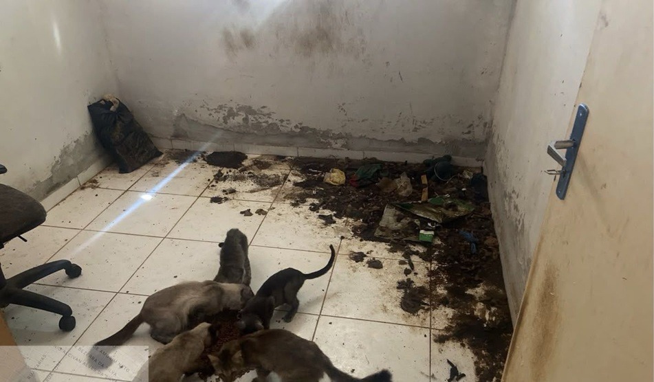 Mulher é presa suspeita de manter cães e gatos em situação de maus-tratos em Mossoró