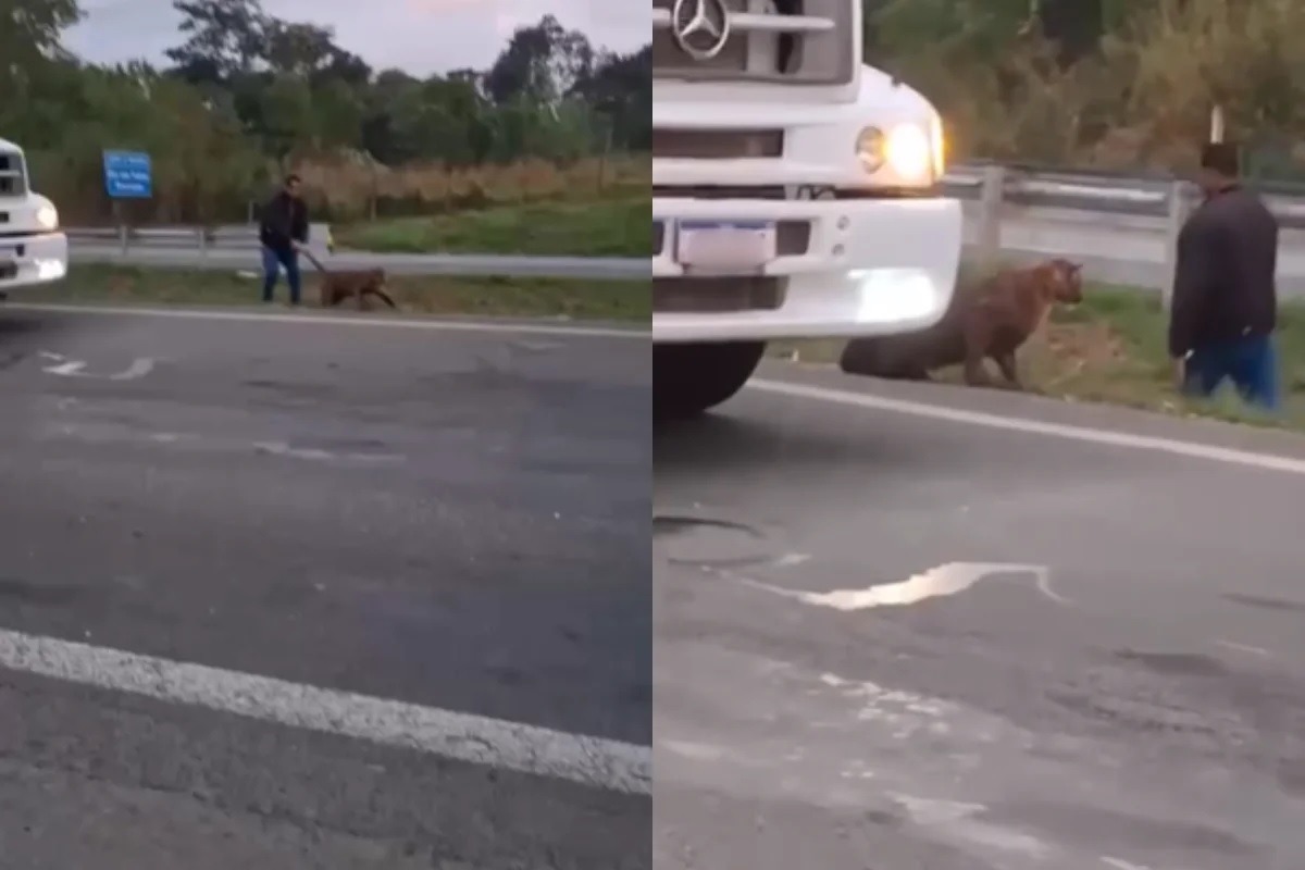 [VÍDEO] Homem puxa onça pelo rabo no meio de rodovia e revolta a web