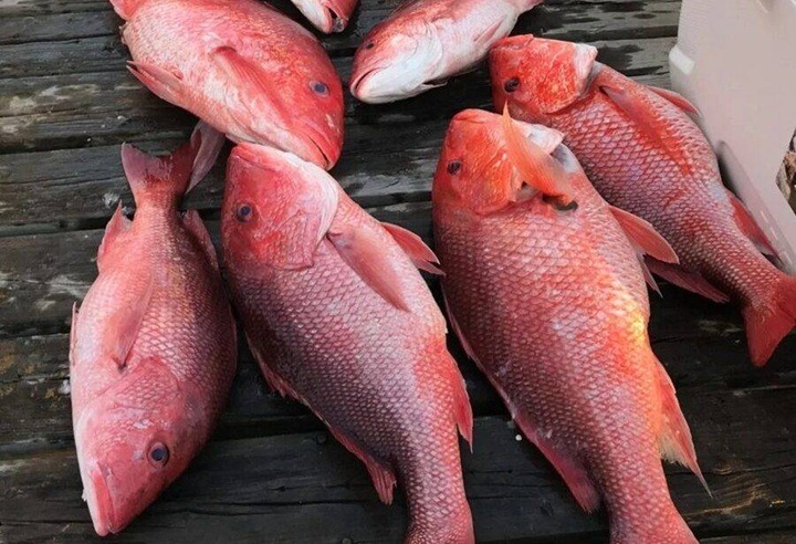 Saiba quais peixes são mais seguros para evitar intoxicação por ciguatera