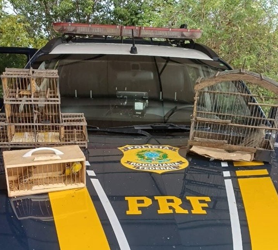 Homem é detido pela PRF com aves silvestres transportadas ilegalmente em Mossoró