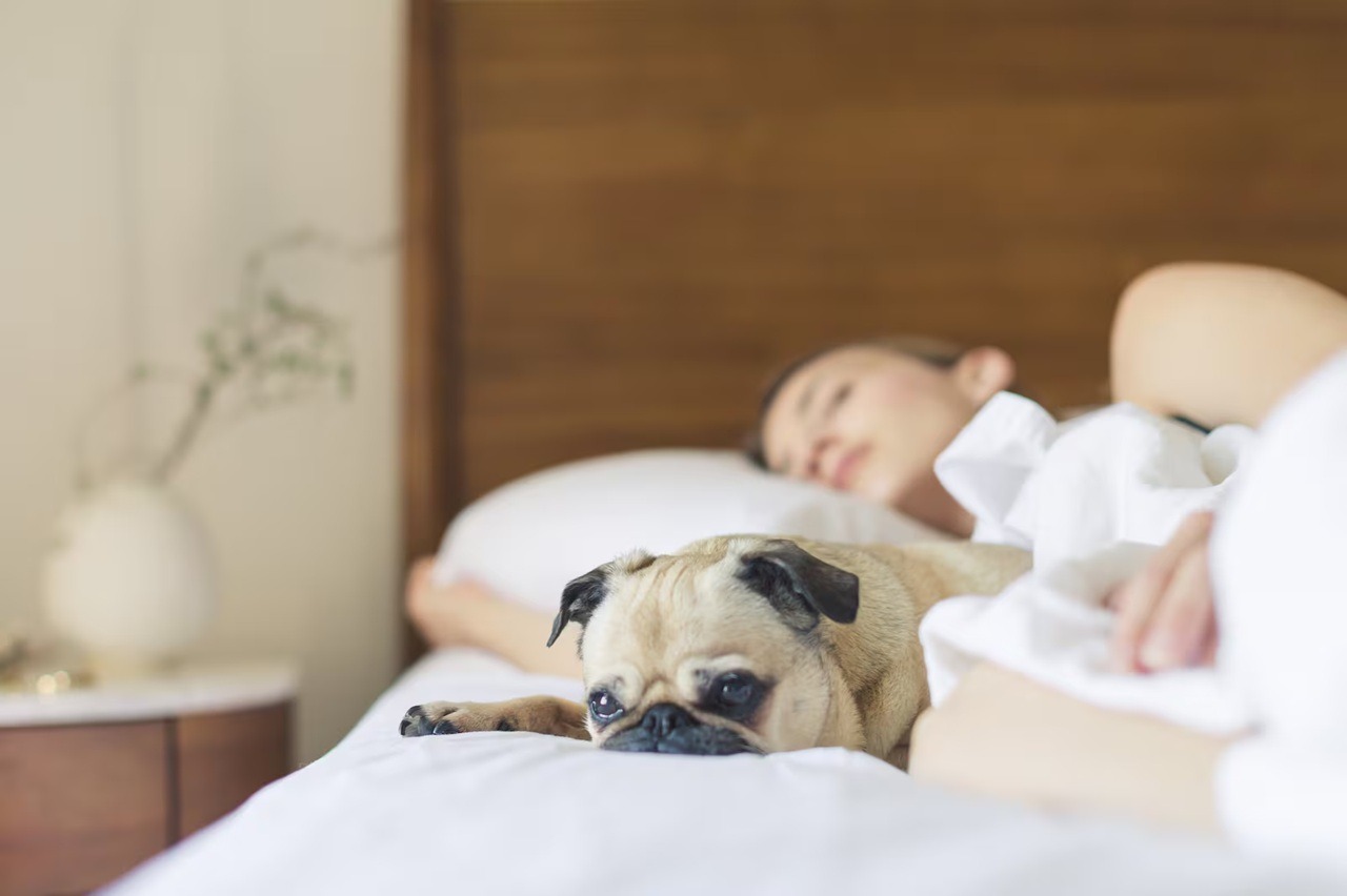 Dormir com o pet na cama: faz bem ou faz mal?