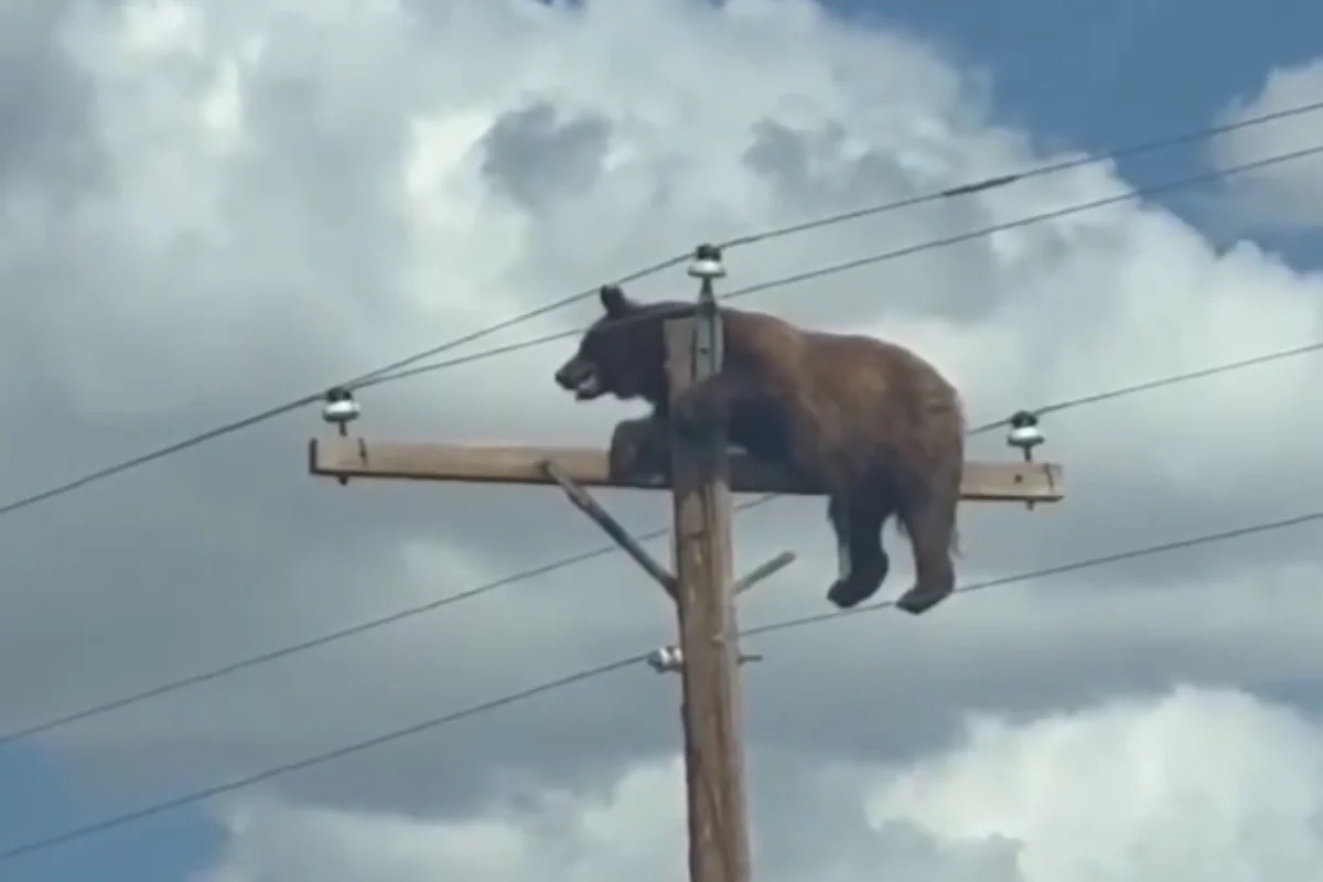 [VÍDEO] Urso sobe em poste de energia, é eletrocutado e morre