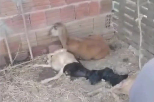 Novo ataque de cães mata três ovelhas e deixa oito feridas em zona rural do RN