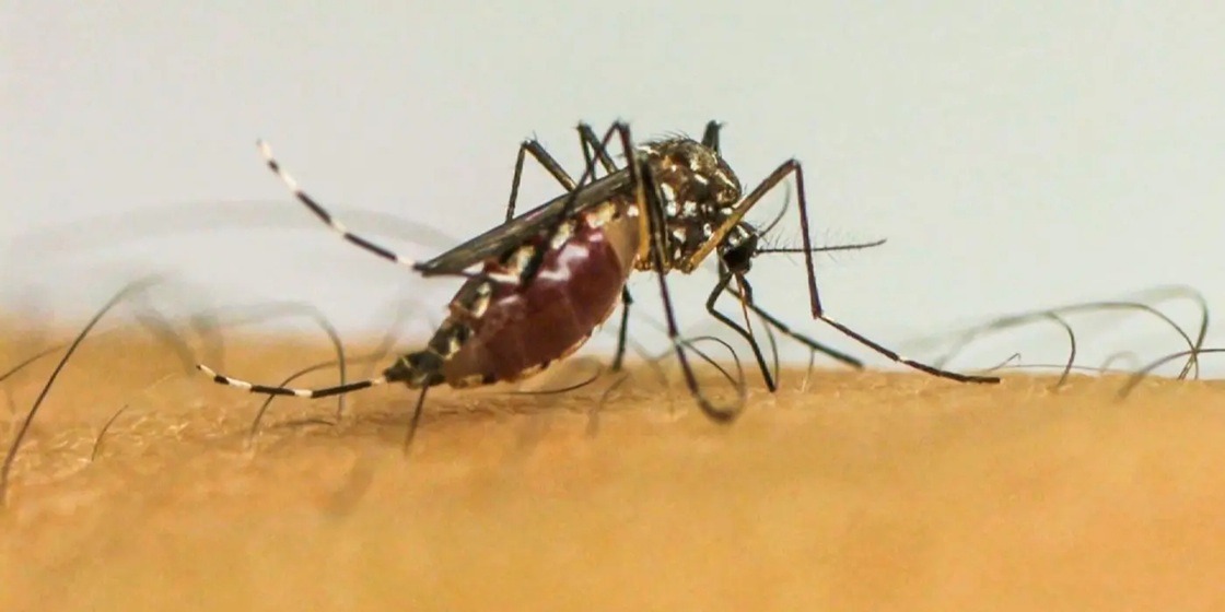 Parnamirim vai liberar mosquitos com Wolbachia para conter dengue