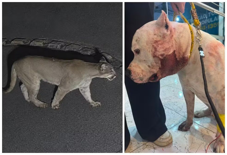 VÍDEO: Pitbull enfrenta onça-parda dentro de casa e protege família em condomínio em SP