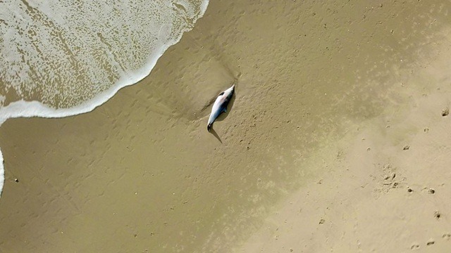 Golfinho aparece morto em Ponta Negra e caso será investigado