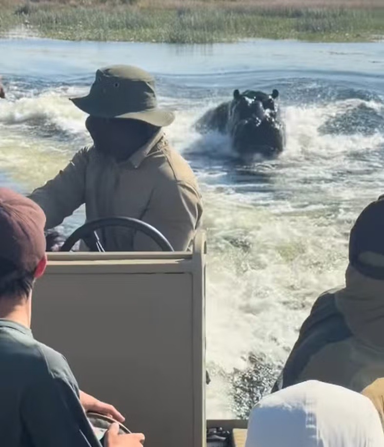 VÍDEO: Hipopótamo persegue barco e assusta turistas