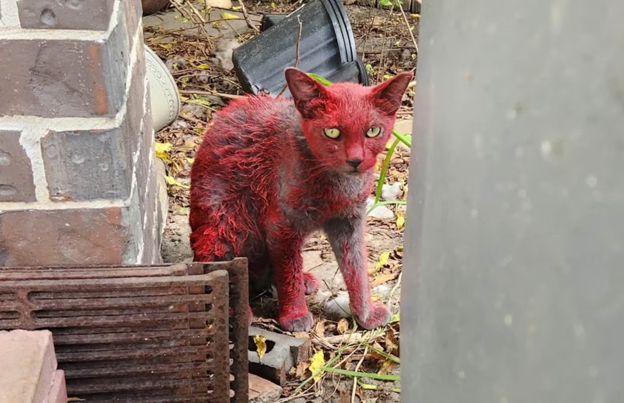 Gato pintado de vermelho mobiliza cidade e autoridades pedem para não ajudá-lo