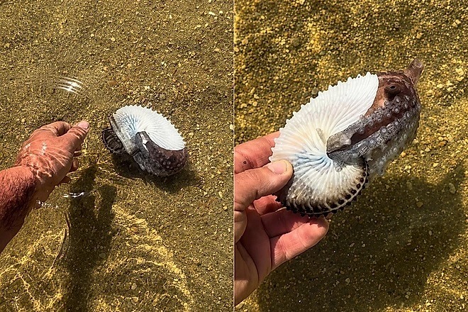 [VÍDEO] Homem encontra ‘concha’ diferente na praia e descobre criatura rara escondida dentro
