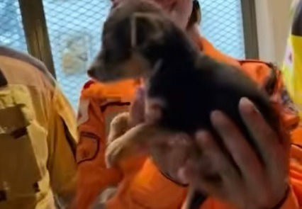 Cheiro da mãe ajuda bombeiros a resgatar cachorrinho de poço de 18m