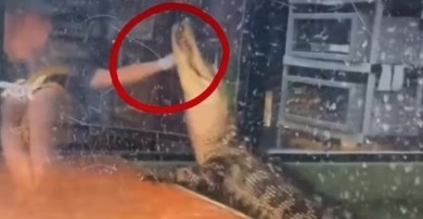 [VÍDEO] Tratadora é brutalmente atacada por crocodilo e enfrenta o temido "giro da morte"