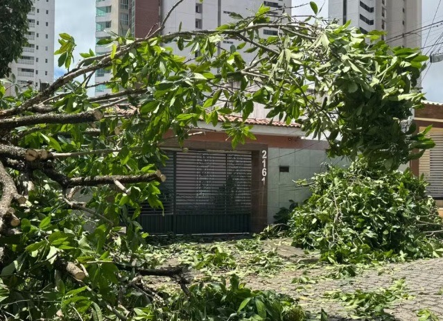 Árvore cai e atinge duas casas em Candelária, em Natal