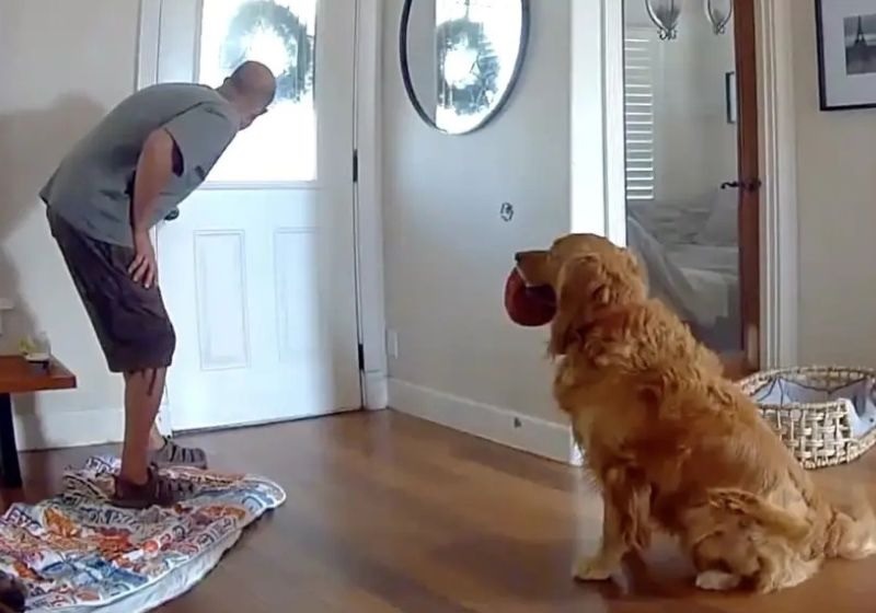 [VÍDEO] Golden recebe ladrão com brinquedos e repete a brincadeira quando a polícia chega