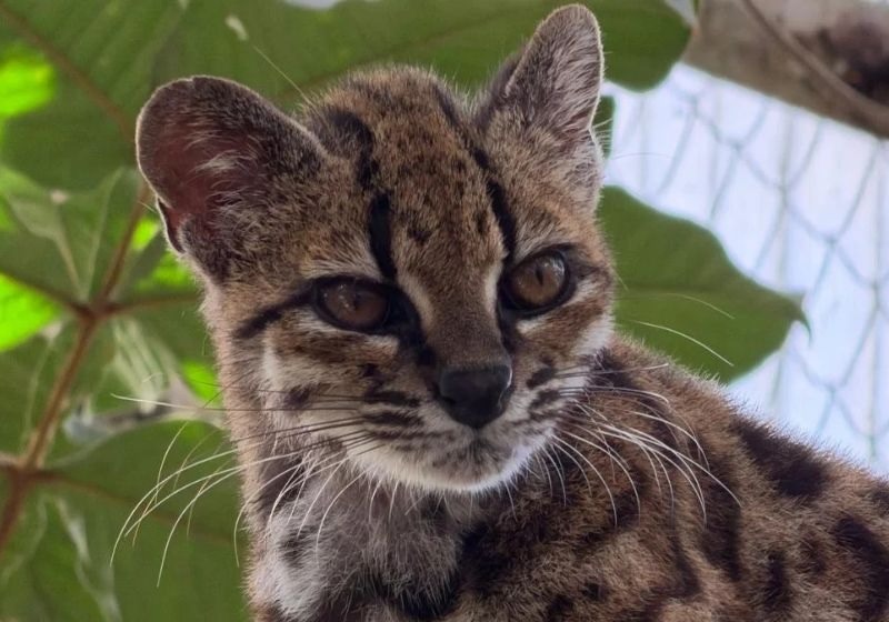 [VÍDEO] Nova espécie de gato selvagem que parece tigrinho é descoberta por brasileiro
