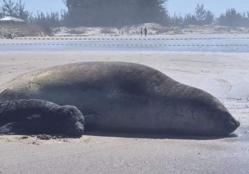 [VÍDEO] Filhote de elefante-marinho nasce no litoral  e ocorrência rara surpreende especialistas