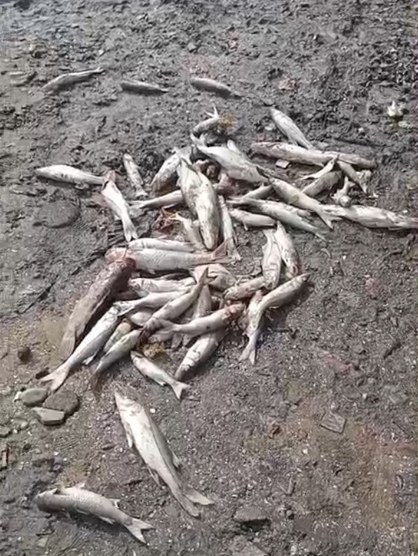 Pescadores encontram peixes mortos no Rio Potengi; causa é investigada pelo Idema
