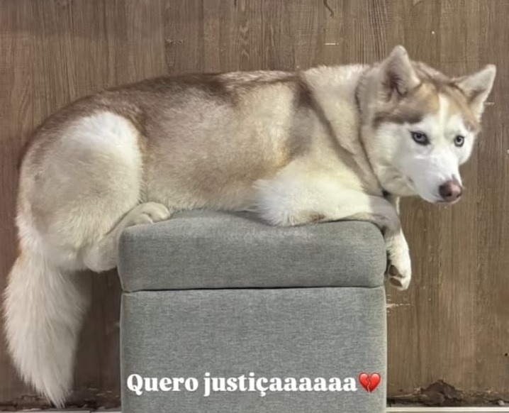 [VÍDEO] Cadela de circo é encontrada morta com sinais de violência em Baraúna: “Crueldade”