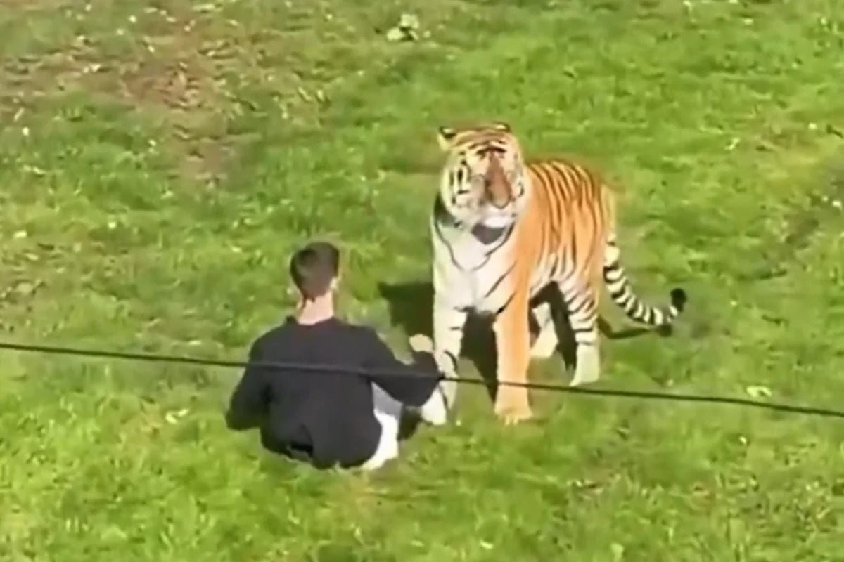 Homem morre após invadir recinto de tigres em zoológico