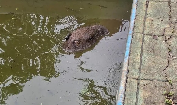 [VÍDEO] Capivara cai em piscina após ataque de cães e é resgatada