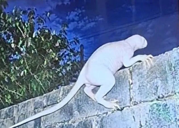 "Chupacabra" que ataca galinhas é fotografado e equipe é mobilizada para tentar encontrar criatura