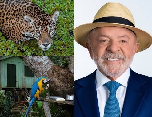 Holanda anuncia investimento de R$ 2,5 bilhões em fundo de preservação de florestas um dia após reeleição de Lula