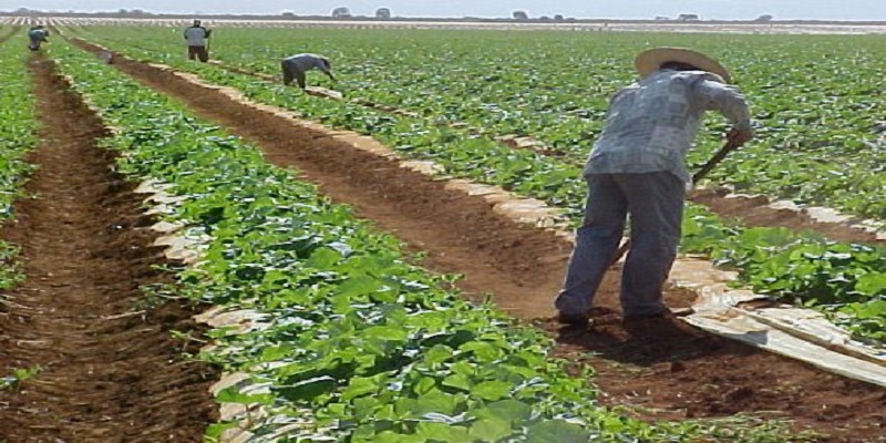 Baixo Açu fatura R$ 50 milhões e produz 30 mil toneladas de frutas por ano